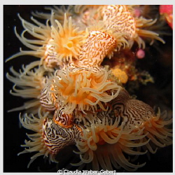 anemones by Claudia Weber-Gebert 